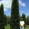FULL SPEED A HEDGE® THIN MAN® Arborvitae - 4" Pot - Thuja Occidentalis -HIRTS Sales b22d37ee6e93dff604fcd48b3a3ab616 27586.1615344578