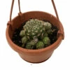 Ball Cactus - 4" Mini Hanging Basket - Easy House Plant -HIRTS Sales ballcac4mhb 83612.1652447159