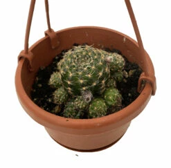 Ball Cactus - 4" Mini Hanging Basket - Easy House Plant