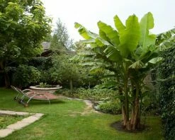 Ohio Grown Winter Hardy Basjoo Banana Plants - Musa - 2 Pack 2.5" Pots 10 Ohio Grown Winter Hardy Basjoo Banana Plants - Musa - 2 Pack 2.5" Pots -HIRTS Sales bananabasbig3 33718.1603473686