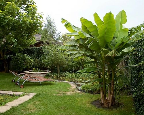 Ohio Grown Winter Hardy Basjoo Banana Plants - Musa - 2 Pack 2.5" Pots 5 Ohio Grown Winter Hardy Basjoo Banana Plants - Musa - 2 Pack 2.5" Pots - Image 3