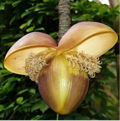 Ohio Grown Winter Hardy Basjoo Banana Plants - Musa - 2 Pack 2.5" Pots 13 Ohio Grown Winter Hardy Basjoo Banana Plants - Musa - 2 Pack 2.5" Pots -HIRTS Sales bananabasbig4 19657.1603473687