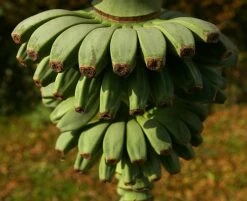 Ohio Grown Winter Hardy Basjoo Banana Plants - Musa - 2 Pack 2.5" Pots 11 Ohio Grown Winter Hardy Basjoo Banana Plants - Musa - 2 Pack 2.5" Pots -HIRTS Sales bananabasbig6 47259.1603473686