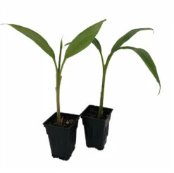 Ohio Grown Winter Hardy Basjoo Banana Plants - Musa - 2 Pack 2.5" Pots 9 Ohio Grown Winter Hardy Basjoo Banana Plants - Musa - 2 Pack 2.5" Pots -HIRTS Sales basjoo2pk 21618.1603473686