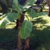 Ohio Grown Winter Hardy Basjoo Banana Plants - Musa - 2 Pack 2.5" Pots -HIRTS Sales basjoohardynew 61756.1603473686