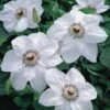 Miss Bateman Clematis Vine - Pure White - 2.5" Pot -HIRTS Sales batemanclem 48922.1615344805