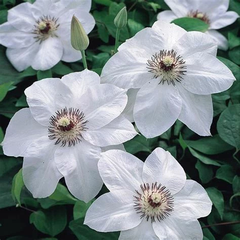 Miss Bateman Clematis Vine - Pure White - 2.5" Pot 3 Miss Bateman Clematis Vine - Pure White - 2.5" Pot
