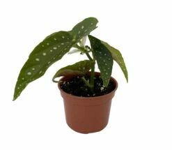 Rare Polka Dot Bat Wing Begonia Plant - Begonia Maculata - 4" Pot -HIRTS Sales batwingbeg4 53791.1674268451