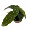 Rare Polka Dot Bat Wing Begonia Plant - Begonia Maculata - 4" Pot -HIRTS Sales batwingpolkabeg4 11200.1674268451