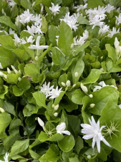 Belle Of India Arabian Tea Jasmine Plant - Sambac - 4" Pot -HIRTS Sales belleindiagroup 64743.1695076240