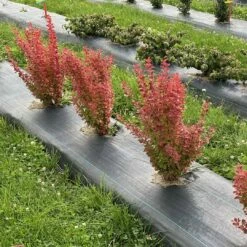 SUNJOY ORANGE PILLAR™ - Barberry - Berberis- Proven Winners - 4" Pot -HIRTS Sales berberis sunjoy orange pillar 1 1080 1080 60 93011.1658839764
