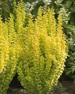 SUNJOY GOLD PILLAR® Berberis - Outside Or Bonsai - Proven Winners - 4" Pot -HIRTS Sales berberissunjoy 25251.1654795494