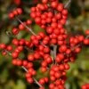 Berry Heavy® Winterberry - Ilex - Vivid - Also Bonsai! - Proven Winner -HIRTS Sales berry heavy pw 13526.1615344573
