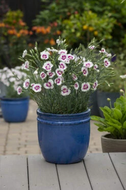 American Pie® Berry À La Mode Dianthus - Garden Pinks - Fragrant - Quart Pot -HIRTS Sales berryalamode 21488.1683149658