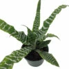 Betty Earth Star Plant - Cryptanthus - Easy To Grow - 5" Pot