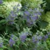 Beyond Midnight® Bluebeard - 4" Pot - Caryopteris - Proven Winners -HIRTS Sales beyond midnight caryopteris 3 49908.1615344606