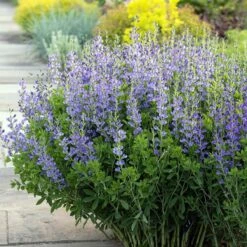 Blue False Indigo Perennial - Baptisia Australis - Quart Pot