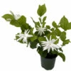 Belle Of India Arabian Tea Jasmine Plant - Sambac - 4" Pot -HIRTS Sales bindiabloom4 54163.1695076240