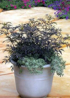 Black Lace® Elderberry - Sambucus - Hardy! - Proven Winners - 4" Pot -HIRTS Sales black20lace20e284a220elderberry3 81516.1654957575