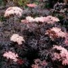 Black Lace® Elderberry - Sambucus - Hardy! - Proven Winners - 4" Pot 2 Black Lace® Elderberry - Sambucus - Hardy! - Proven Winners - 4" Pot -HIRTS Sales black20lace20e284a220elderberry 32360.1654957575