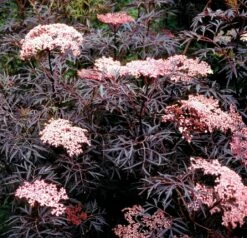 Black Lace® Elderberry - Sambucus - Hardy! - Proven Winners - 4" Pot