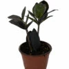 Black Queen ZZ Plant - Zamioculcas - 4" Pot - Collector's 1 Black Queen ZZ Plant - Zamioculcas - 4" Pot - Collector's -HIRTS Sales blackqueen 10235.1686716409
