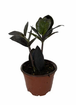 Black Queen ZZ Plant - Zamioculcas - 4" Pot - Collector's