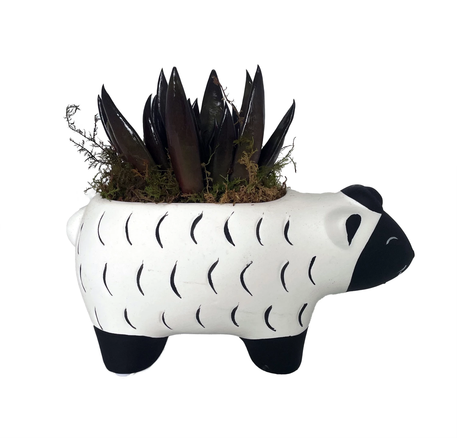 Baa Baa Black Sheep Planter With Black Knight Succulent Plant- 3" X 6.5" X 3.25" 4 Baa Baa Black Sheep Planter With Black Knight Succulent Plant- 3" X 6.5" X 3.25" - Image 2