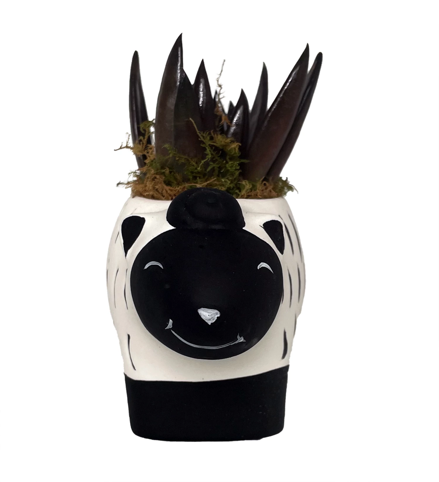 Baa Baa Black Sheep Planter With Black Knight Succulent Plant- 3" X 6.5" X 3.25" 3 Baa Baa Black Sheep Planter With Black Knight Succulent Plant- 3" X 6.5" X 3.25"