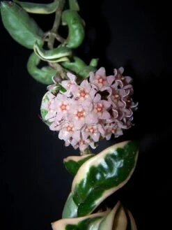 Variegated Hindu Rope Plant - Hoya Carnosa Variegata - 4" Pot -HIRTS Sales bloomhoyarope 85337.1675963864