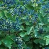 Blue Muffin® Arrowwood Viburnum Shrub - Hardy/Showy - Proven Winners - 4" Pot 1 Blue Muffin® Arrowwood Viburnum Shrub - Hardy/Showy - Proven Winners - 4" Pot -HIRTS Sales blue20muffinc2ae20arrowwood20viburnum 31317.1615344582