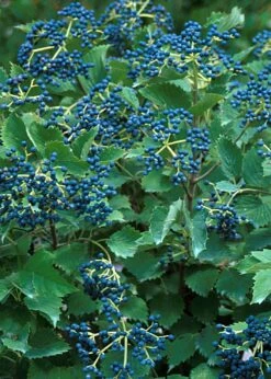 Blue Muffin® Arrowwood Viburnum Shrub - Hardy/Showy - Proven Winners - 4" Pot