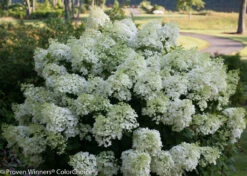 BoBo® Dwarf Hydrangea Bush - Blooms All Summer - Proven Winners - 4" Pot -HIRTS Sales bobo hydrangea 1681 56959.1636031589