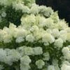 BoBo® Dwarf Hydrangea Bush - Blooms All Summer - Proven Winners - 4" Pot -HIRTS Sales bobo hydrangea 7 14559.1636031589