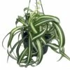 Bonnie Curly Spider Plant - Easy To Grow - Cleans The Air - 6" Hanging Basket