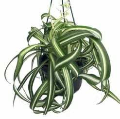 Bonnie Curly Spider Plant - Easy To Grow - Cleans The Air - 6" Hanging Basket