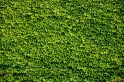 Boston Ivy Plant - Parthenocissus Ticuspidata Veitchii - 2.5" Pot -HIRTS Sales bostonivy3 32606.1615344744