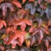Boston Ivy Plant - Parthenocissus Ticuspidata Veitchii - 2.5" Pot -HIRTS Sales bostonivy 49956.1615344744