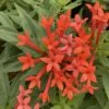 Estrellita- Little Star™- Firecracker Bush - Bouvardia - Proven Winners - 4" Pot 2 Estrellita- Little Star™- Firecracker Bush - Bouvardia - Proven Winners - 4" Pot -HIRTS Sales bouvardia estrellita little star 1 1080 1080 60 26784.1655476577