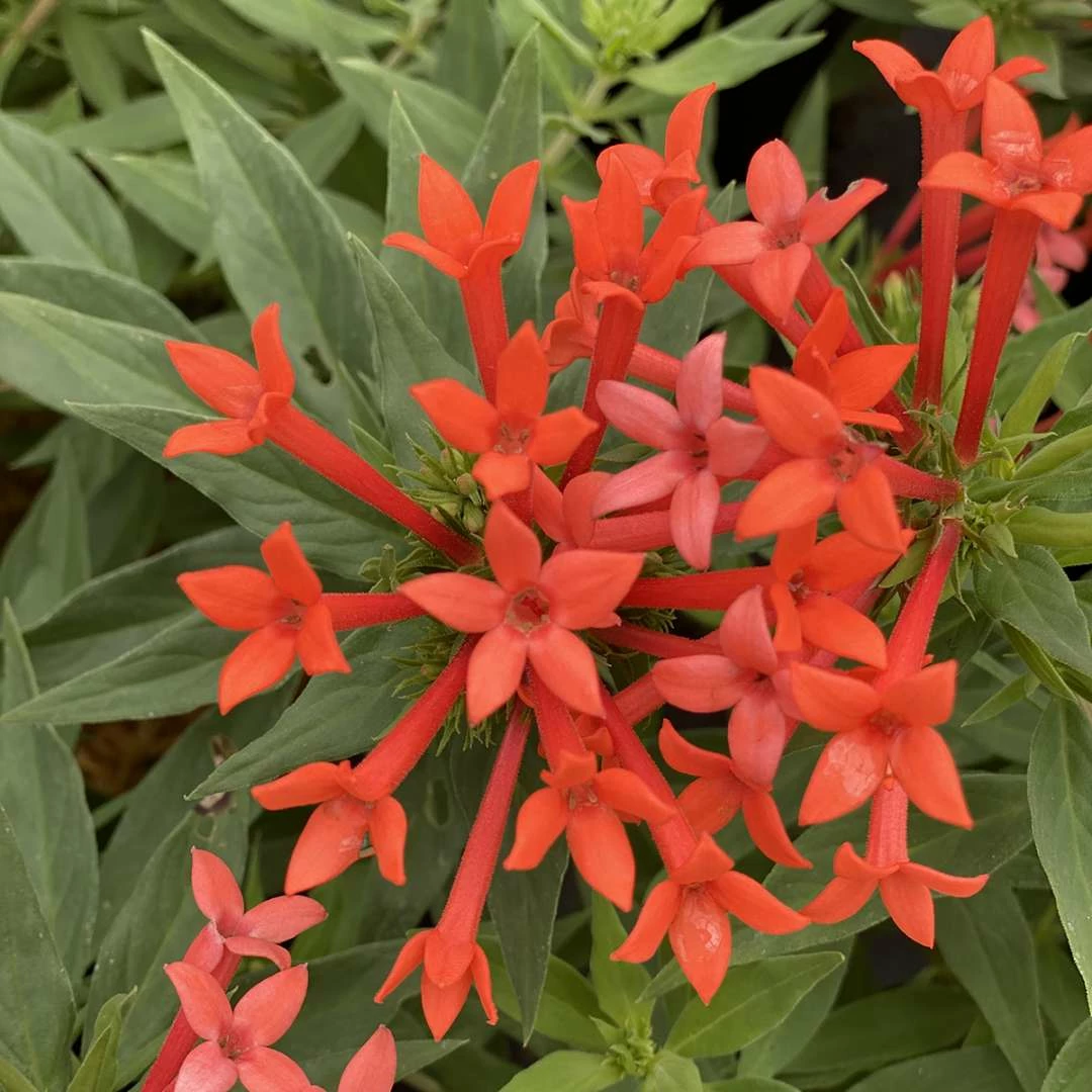Estrellita- Little Star™- Firecracker Bush - Bouvardia - Proven Winners - 4" Pot 3 Estrellita- Little Star™- Firecracker Bush - Bouvardia - Proven Winners - 4" Pot