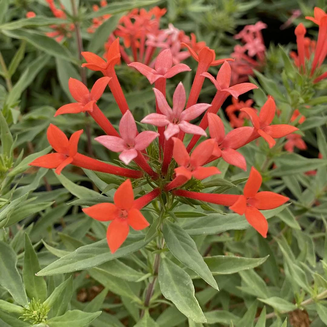 Estrellita- Little Star™- Firecracker Bush - Bouvardia - Proven Winners - 4" Pot 4 Estrellita- Little Star™- Firecracker Bush - Bouvardia - Proven Winners - 4" Pot - Image 2