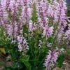 Fashionista® Series Ballerina Pink - Meadow Sage - Quart Pot -HIRTS Sales bpinksalvia 72383.1686745305