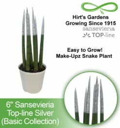 Make-Upz Glitter Silver Bamboo Shoots Snake Plant - Sansevieria - 6" Pot -HIRTS Sales bpline7 0000000418 h 2 61735.1690831072