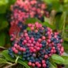 Brandywine™ Viburnum Shrub - Beautiful Berries/Hardy - Proven Winners - 4" Pot 1 Brandywine™ Viburnum Shrub - Beautiful Berries/Hardy - Proven Winners - 4" Pot -HIRTS Sales brandywine20viburnum20shrub 84534.1615344572
