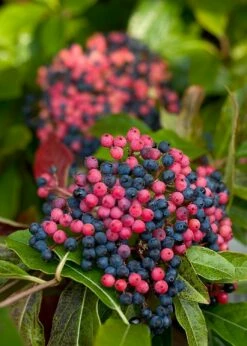 Brandywine™ Viburnum Shrub - Beautiful Berries/Hardy - Proven Winners - 4" Pot