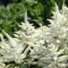 Bridal Veil Astilbe - Shade Perennial - False Spirea - Quart Pot -HIRTS Sales bridalveilast 88857.1612881921