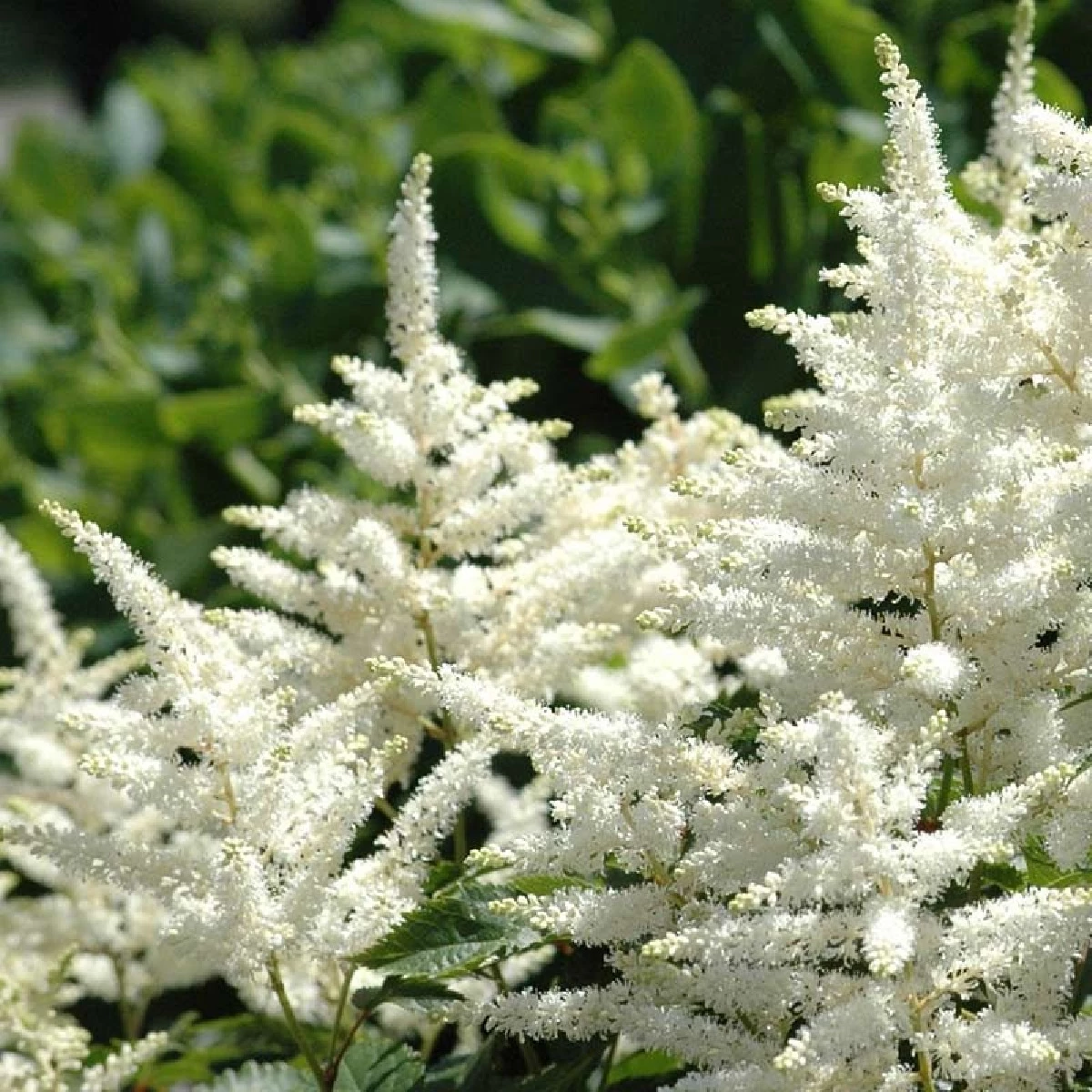 Bridal Veil Astilbe - Shade Perennial - False Spirea - Quart Pot 3 Bridal Veil Astilbe - Shade Perennial - False Spirea - Quart Pot