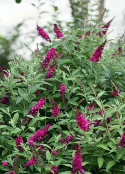 Buddleia X Miss Molly Butterfly Bush - Sangria Red -Proven Winners- 4" Pot -HIRTS Sales buddleiamissmolly3 67722.1615344521