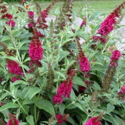 Buddleia X Miss Molly Butterfly Bush - Sangria Red -Proven Winners- 4" Pot -HIRTS Sales buddleiamissmolly4 67523.1615344521