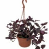 Burgundy Tradescantia - 6" Hanging Pot - Easy To Grow House Plant